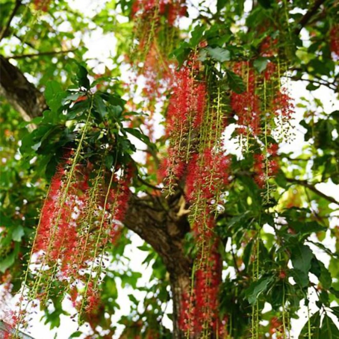 3 loại hoa ông bà trồng đời con cháu hưởng phước, càng để lâu càng có giá trị - 2