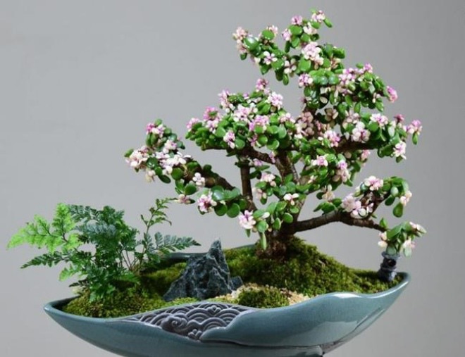 3 loại hoa ông bà trồng đời con cháu hưởng phước, càng để lâu càng có giá trị - 3