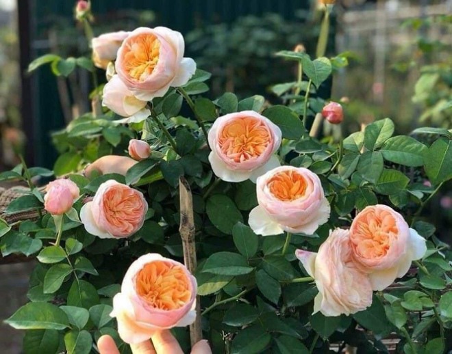 Loài hoa này được gọi là &#34;vàng thực vật&#34;, có tiền chưa chắc đã mua được, người giàu rất thích chơi - 1