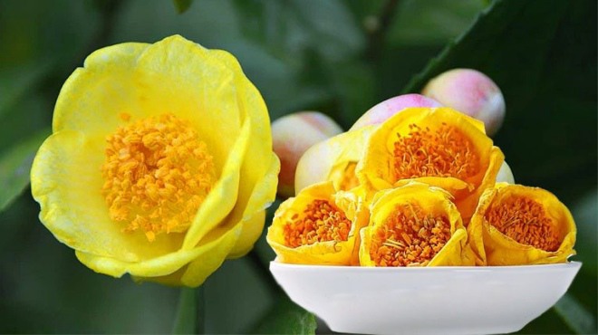 Loài hoa này được gọi là &#34;vàng thực vật&#34;, có tiền chưa chắc đã mua được, người giàu rất thích chơi - 2