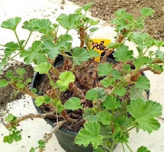 Trồng phong lữ thảo hãy làm theo “thần chú” này, gốc già cỗi đến mấy cũng nở hoa rực rỡ - 4