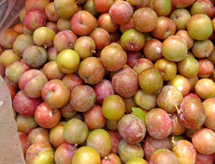 Mận trái mùa giá “chát” gần 200.000 đồng/kg, dân buôn không đủ hàng bán - 2