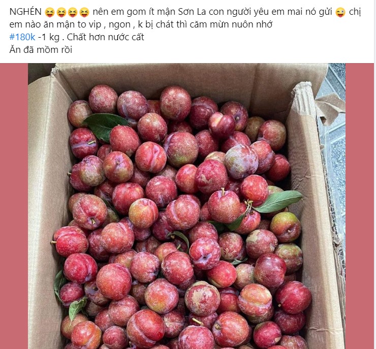 Mận trái mùa giá “chát” gần 200.000 đồng/kg, dân buôn không đủ hàng bán - 1