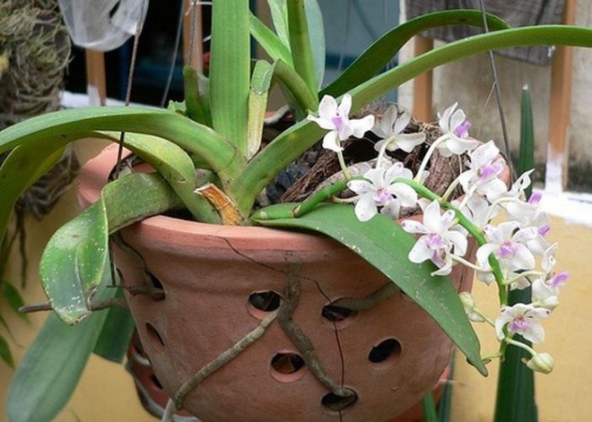 Tháng 2 là tháng quan trọng nhất để trồng lan, chỉ có làm tốt điều này cây con mọc như nấm - 1