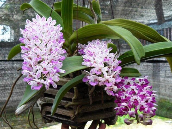 Tháng 2 là tháng quan trọng nhất để trồng lan, chỉ có làm tốt điều này cây con mọc như nấm - 2