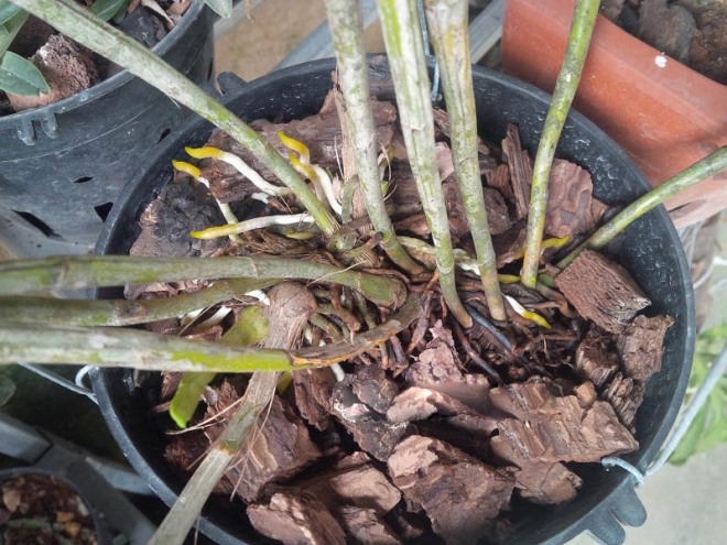 Tháng 2 là tháng quan trọng nhất để trồng lan, chỉ có làm tốt điều này cây con mọc như nấm - 3