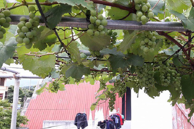 3 loại cây dễ thu hút côn trùng, làm ổ cho chuột, muốn trồng hãy cân nhắc thật kỹ - 3