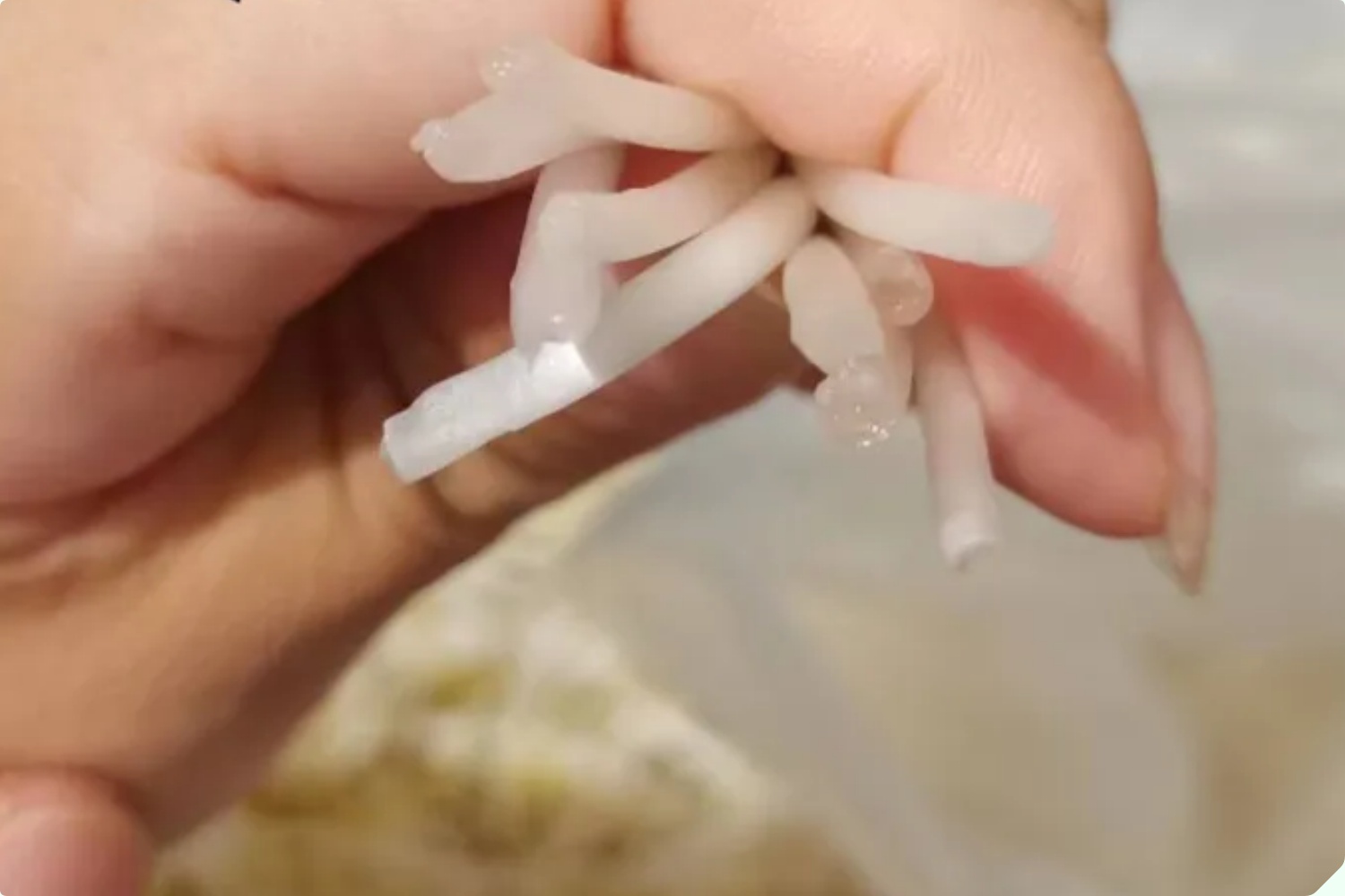 Mua giá đỗ nên chọn loại dài hay ngắn? Người trồng giá nói không quan trọng, đây mới là điểm mấu chốt - 9