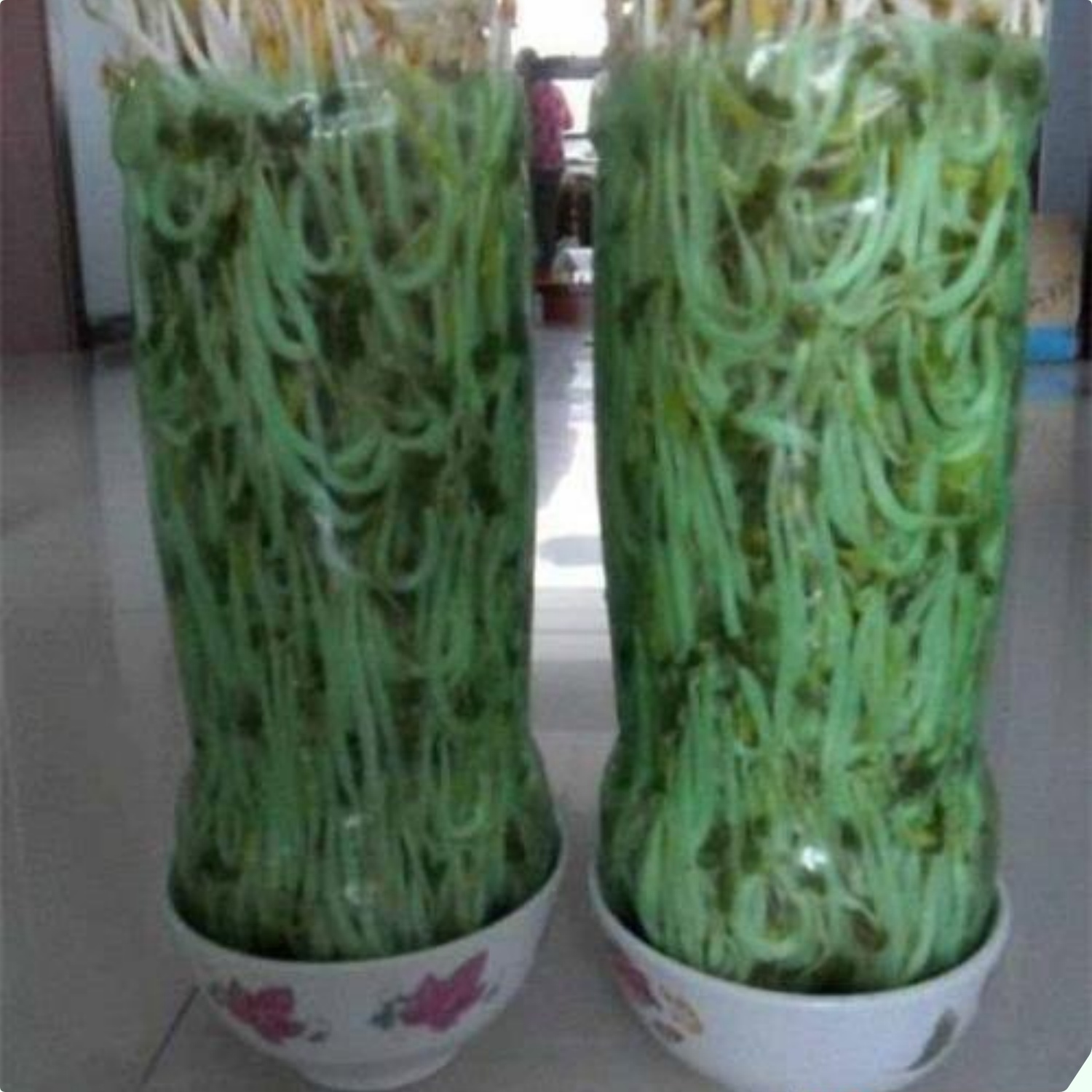 Mua giá đỗ nên chọn loại dài hay ngắn? Người trồng giá nói không quan trọng, đây mới là điểm mấu chốt - 13