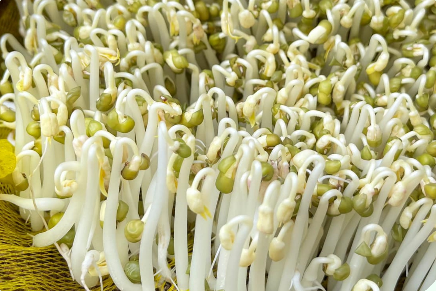 Mua giá đỗ nên chọn loại dài hay ngắn? Người trồng giá nói không quan trọng, đây mới là điểm mấu chốt - 8