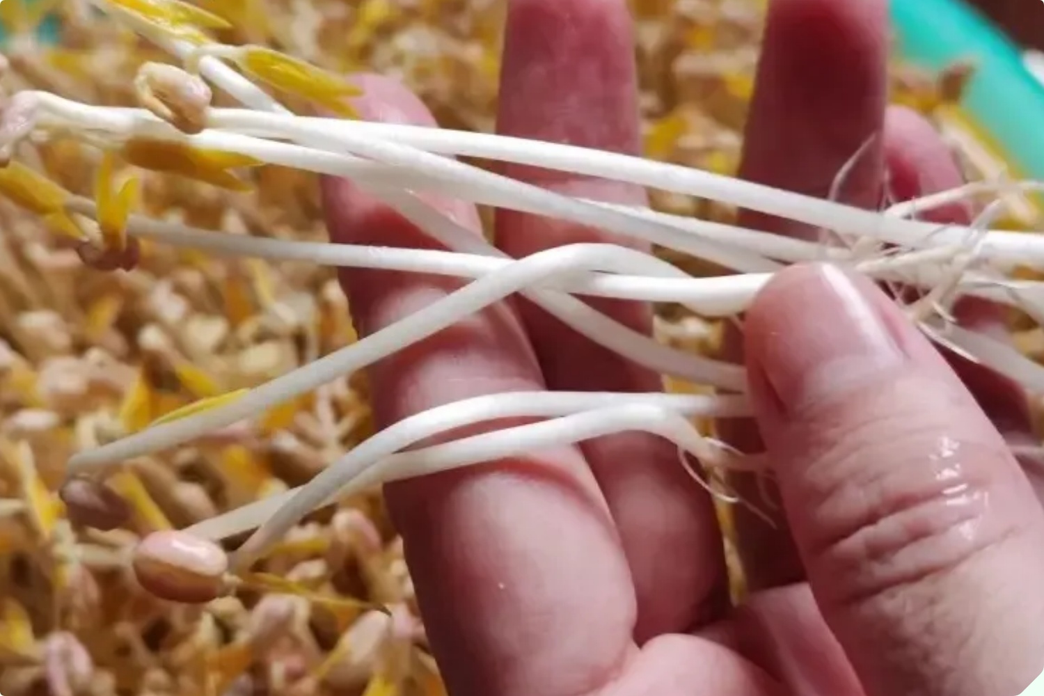 Mua giá đỗ nên chọn loại dài hay ngắn? Người trồng giá nói không quan trọng, đây mới là điểm mấu chốt - 5