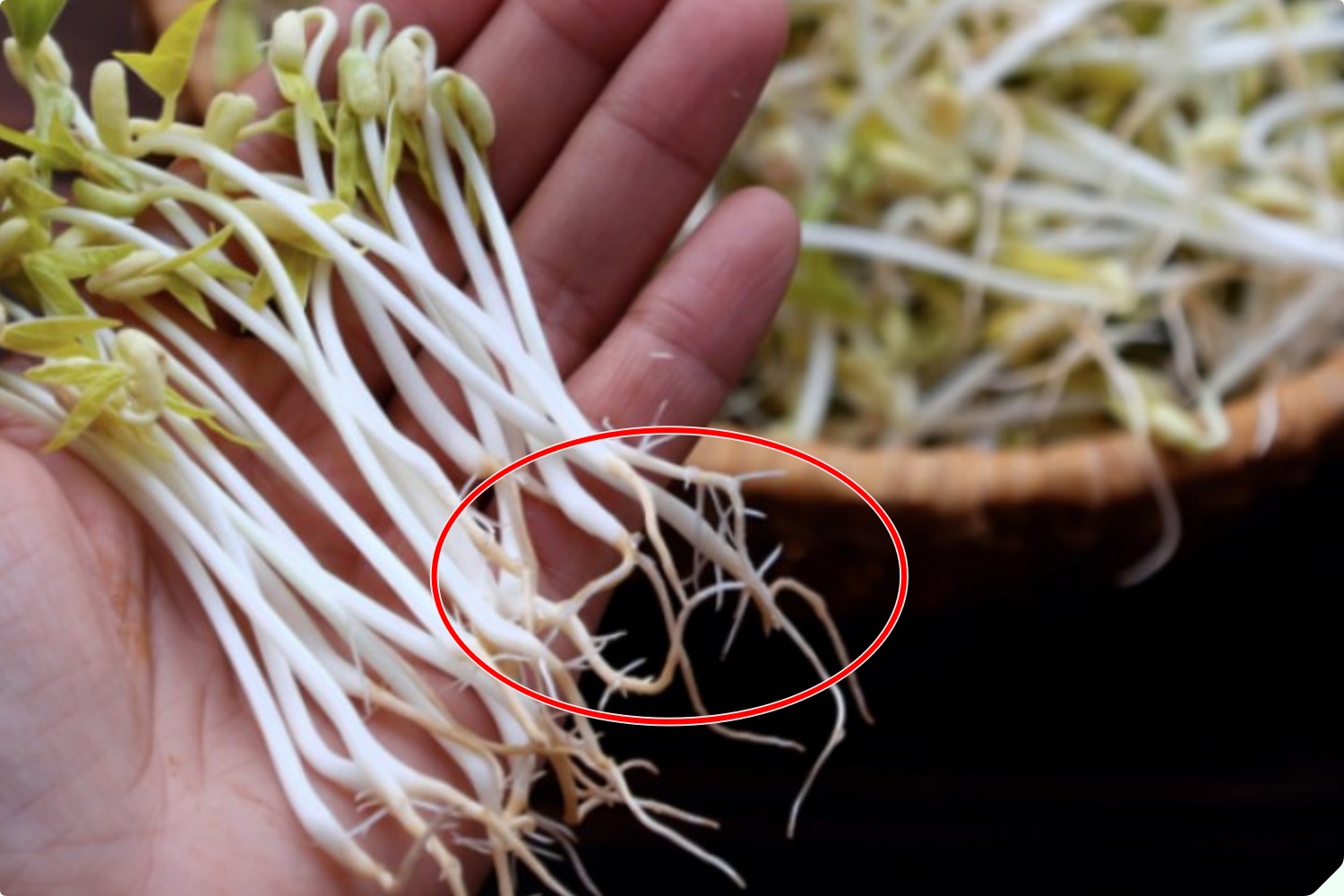 Mua giá đỗ nên chọn loại dài hay ngắn? Người trồng giá nói không quan trọng, đây mới là điểm mấu chốt - 4