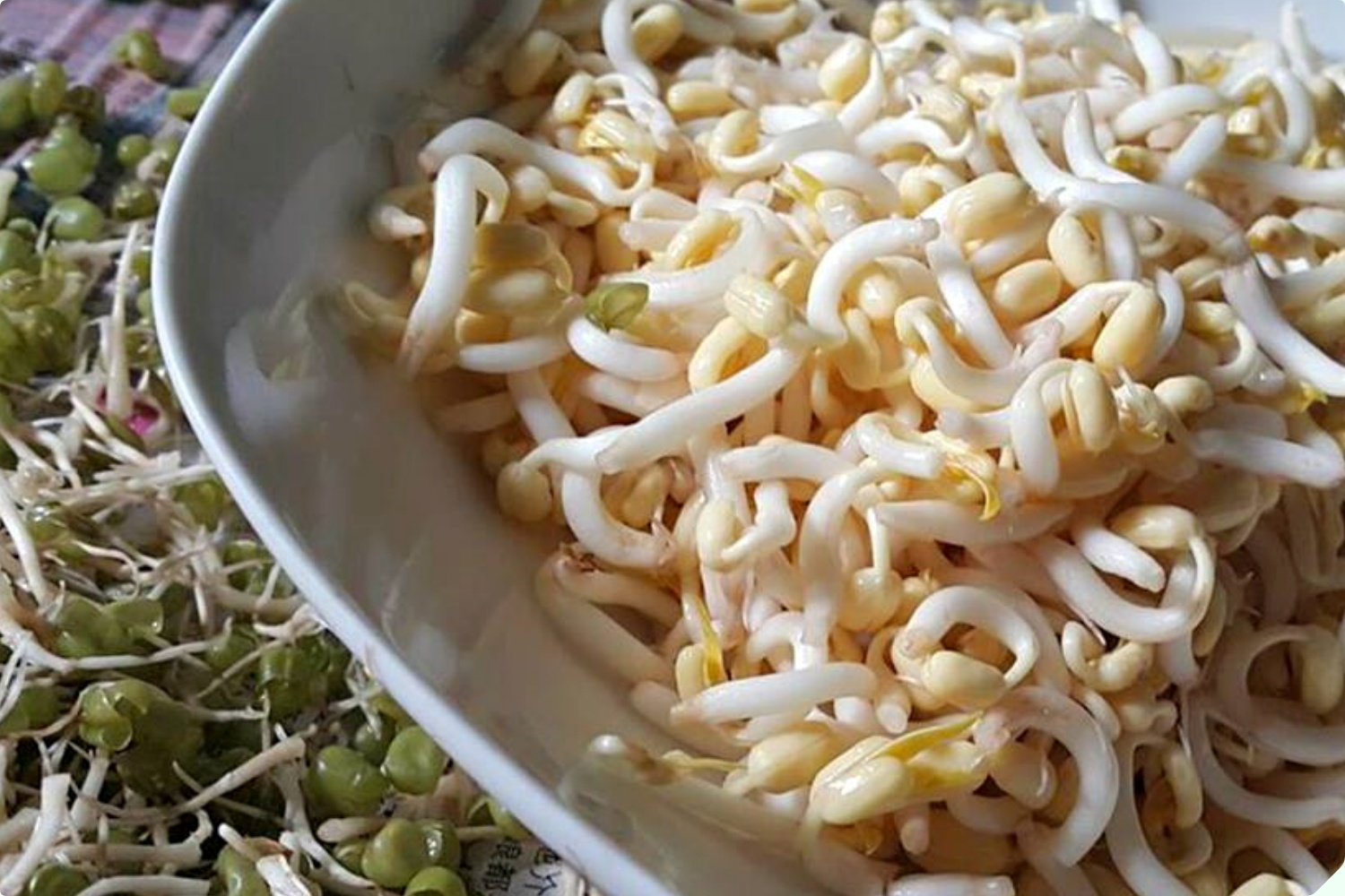 Mua giá đỗ nên chọn loại dài hay ngắn? Người trồng giá nói không quan trọng, đây mới là điểm mấu chốt - 6