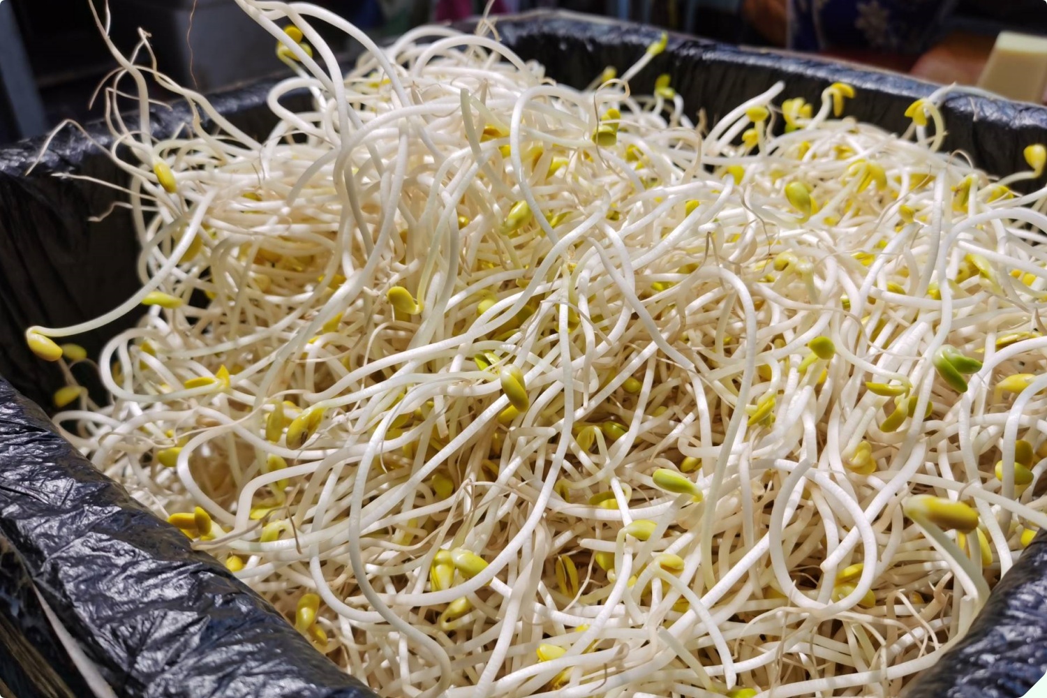 Mua giá đỗ nên chọn loại dài hay ngắn? Người trồng giá nói không quan trọng, đây mới là điểm mấu chốt - 1