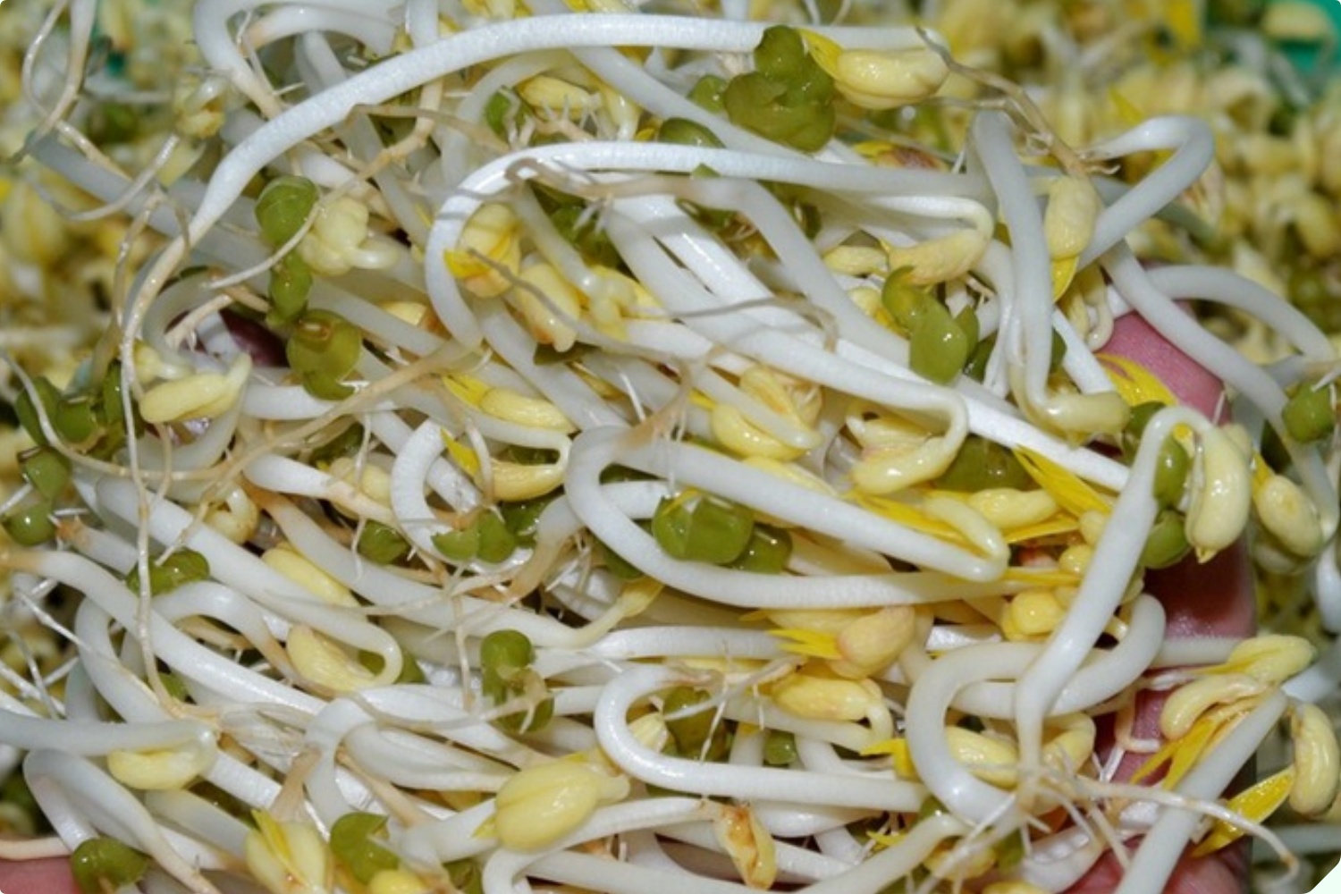 Mua giá đỗ nên chọn loại dài hay ngắn? Người trồng giá nói không quan trọng, đây mới là điểm mấu chốt - 7