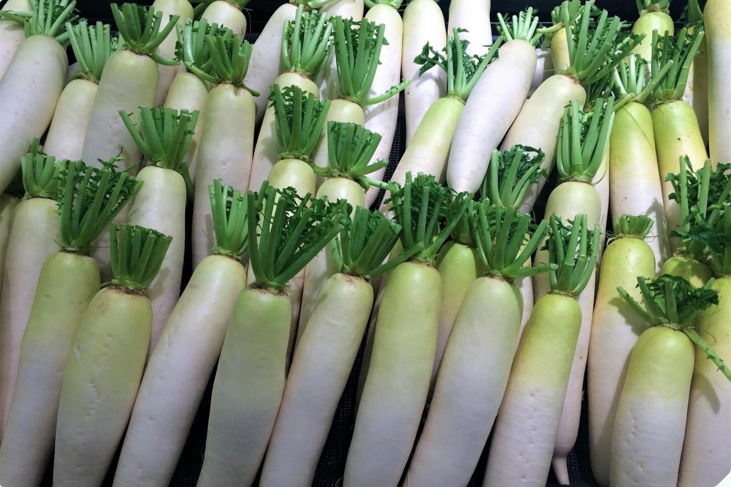 Loại củ được ví là “nhân sâm đất” nấu chung với thịt bò có ngay món bổ, ăn 3 lần mỗi tuần khỏe lên thấy rõ - 1