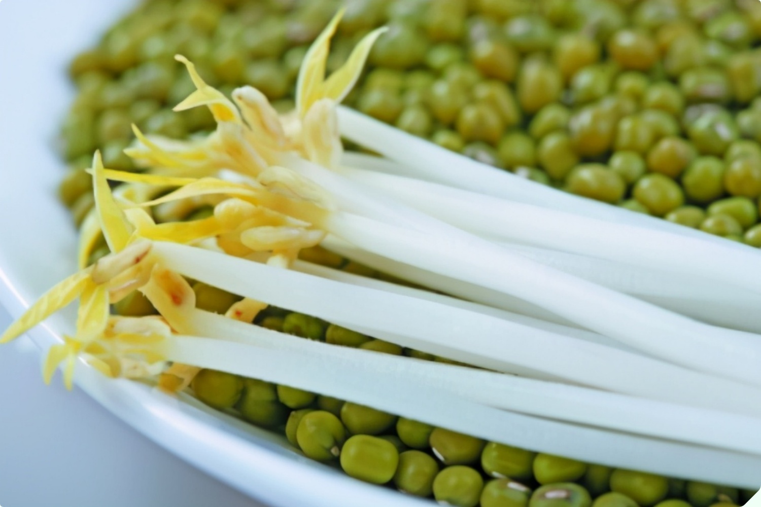 Mua giá đỗ nên chọn loại dài hay ngắn? Người trồng giá nói không quan trọng, đây mới là điểm mấu chốt - 2