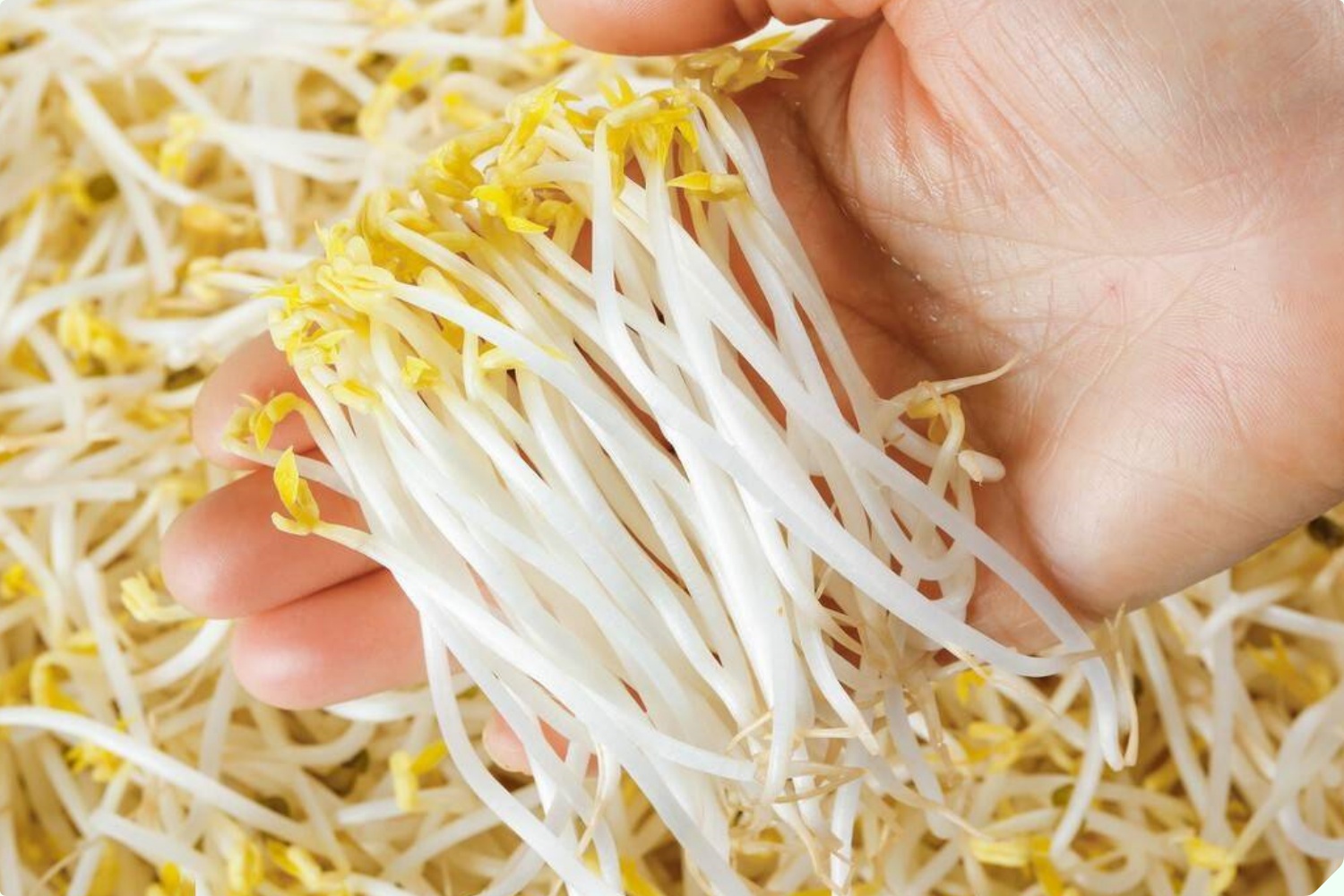 Mua giá đỗ nên chọn loại dài hay ngắn? Người trồng giá nói không quan trọng, đây mới là điểm mấu chốt - 3