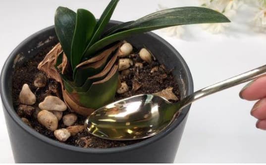 Cho thìa dầu vào chậu hoa, một tháng sau hoa nở bung rực rỡ, 10 năm lá không vàng - 2