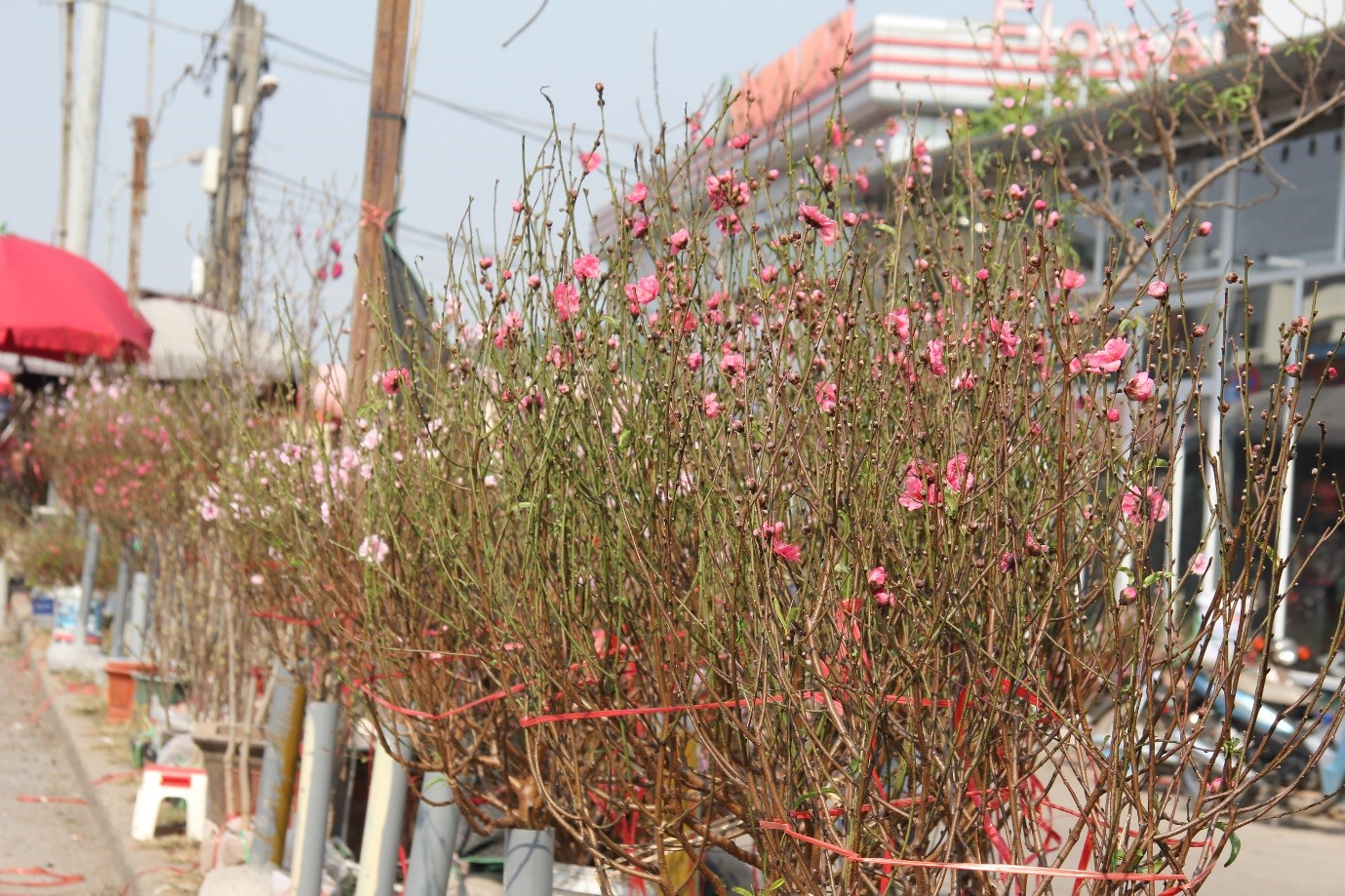 Tết cổ truyền Việt Nam - 5