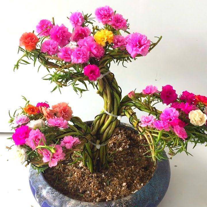 6 loại hoa vừa đẹp vừa dễ trồng, hoa nửa năm mới tàn, diện tích nhà nhỏ mấy cũng trồng được - 3
