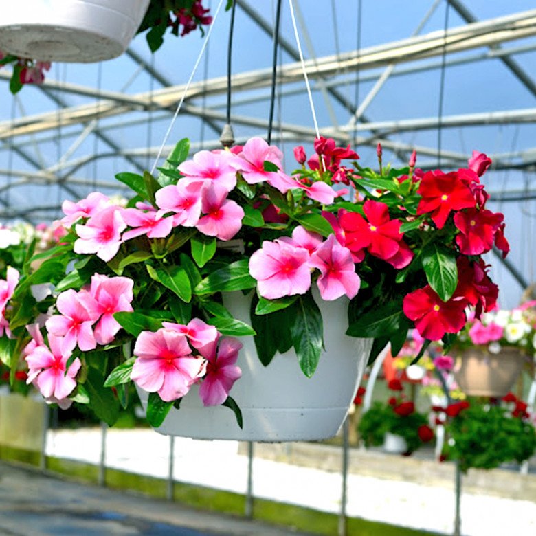 6 loại hoa vừa đẹp vừa dễ trồng, hoa nửa năm mới tàn, diện tích nhà nhỏ mấy cũng trồng được - 2