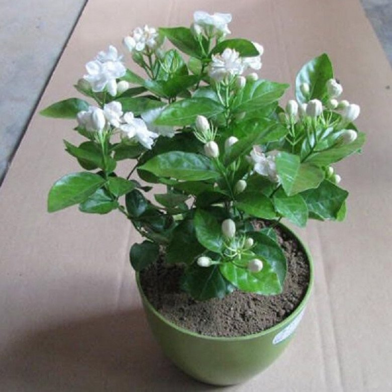 6 loại hoa vừa đẹp vừa dễ trồng, hoa nửa năm mới tàn, diện tích nhà nhỏ mấy cũng trồng được - 4