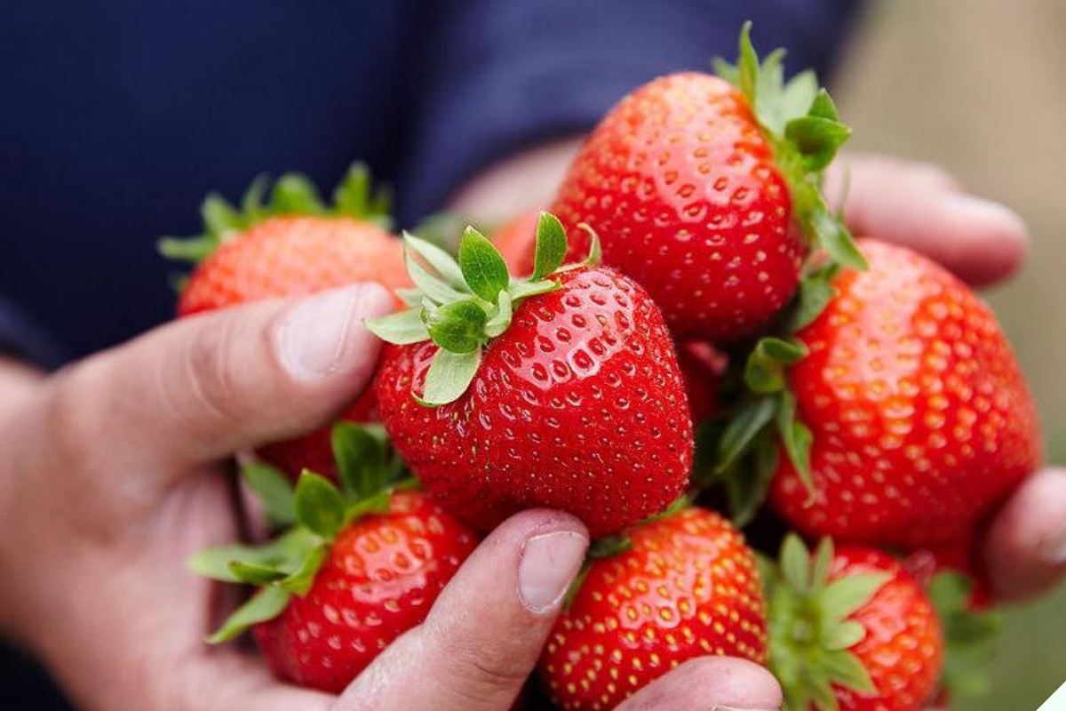 Dâu tây ngoài chợ quả nào cũng căng mướt, người thông minh nhìn lướt 4 điểm này biết ngay dâu Mộc Châu hay Trung Quốc “đội lốt” - 6