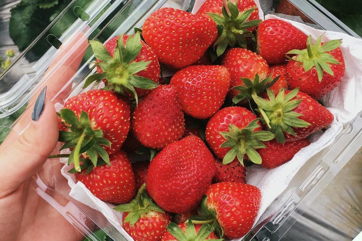 Dâu tây ngoài chợ quả nào cũng căng mướt, người thông minh nhìn lướt 4 điểm này biết ngay dâu Mộc Châu hay Trung Quốc “đội lốt” - 4