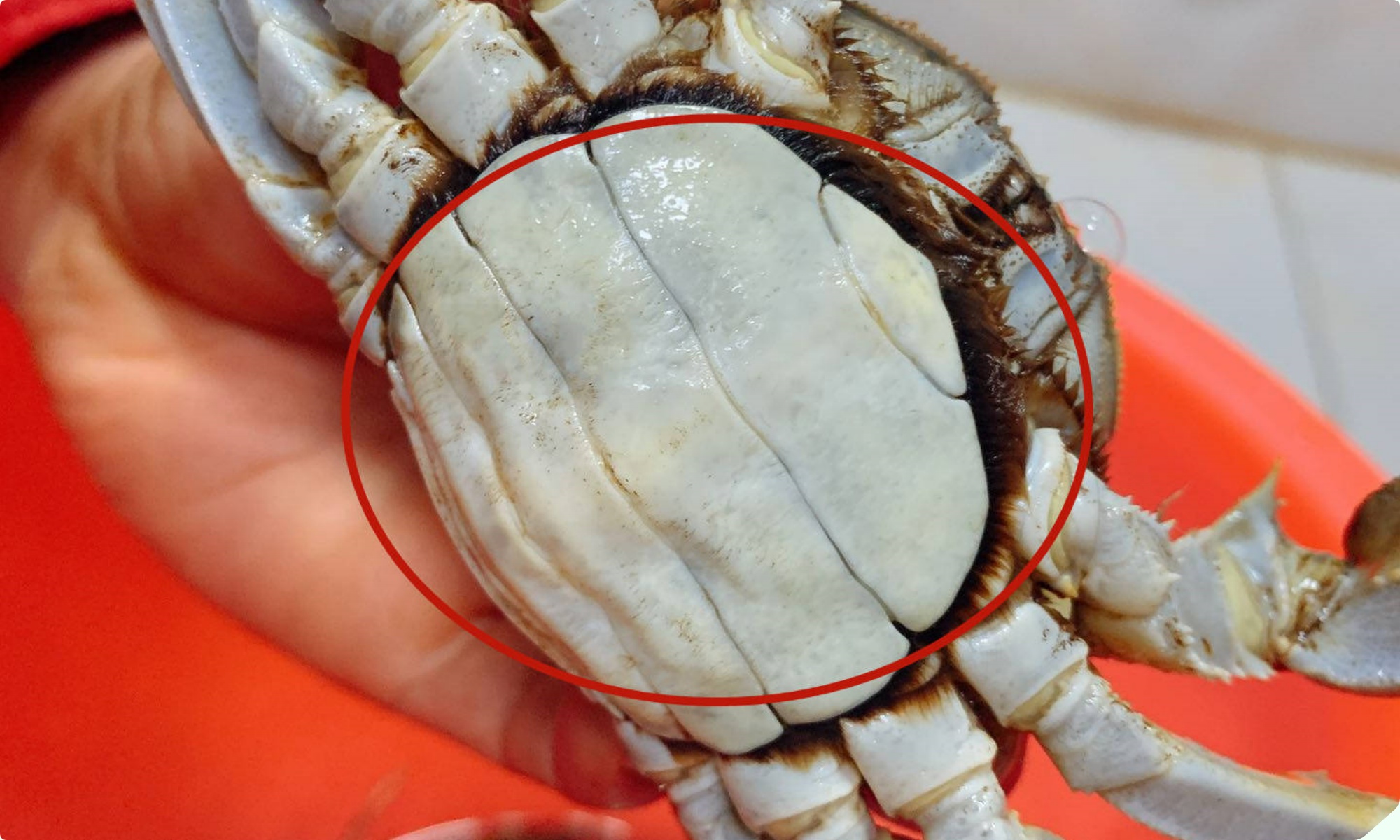 Mua cua ghẹ chỉ nhìn vào 5 điểm, con nào cũng béo múp, nhiều gạch, không lo bị ọp phí tiền - 3