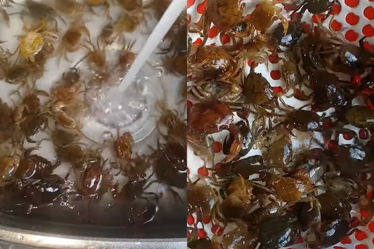 Mua cua đồng về chớ dại nấu luôn, ngâm ngay vào thứ nước này sán giun trong cua tự động bò ra nhung nhúc - 4