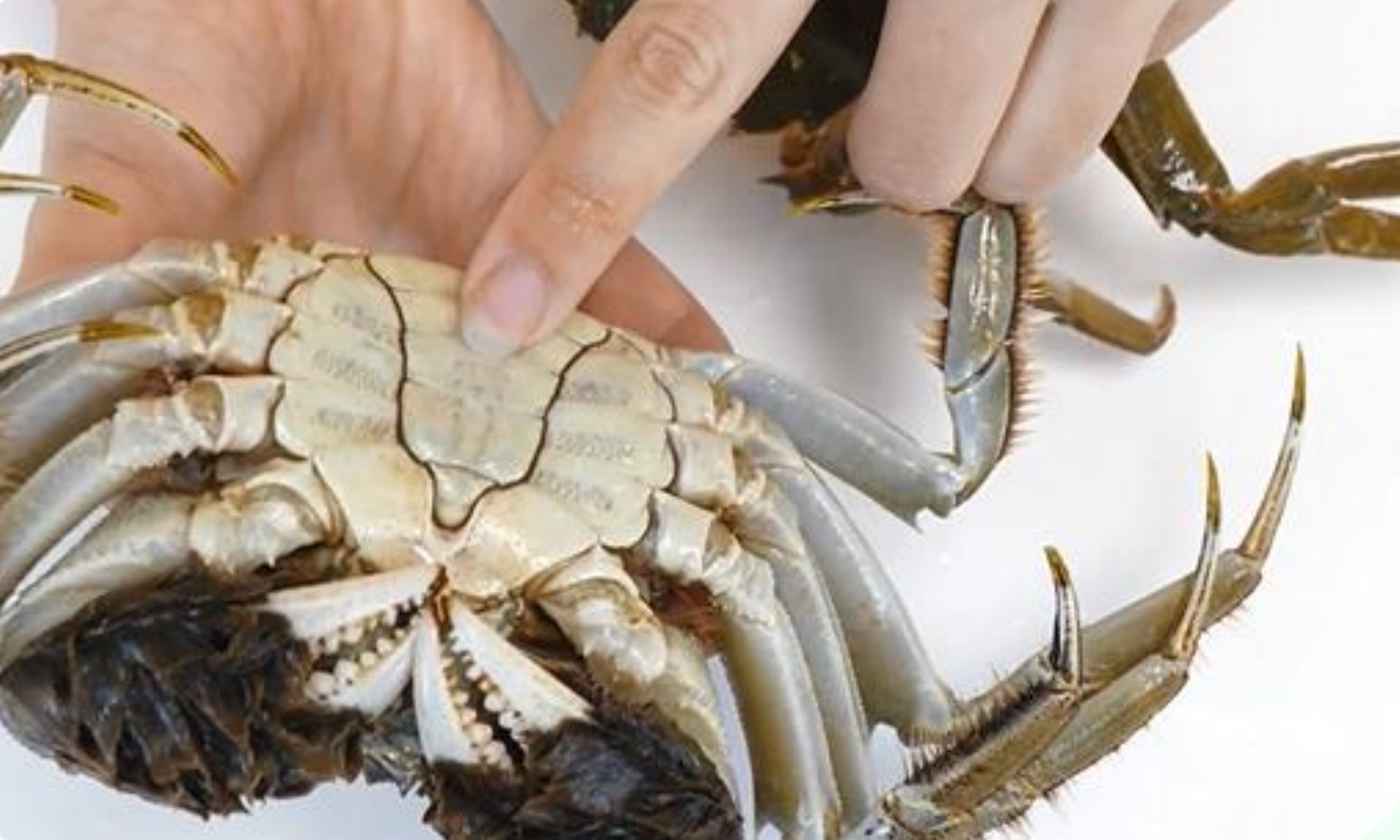 Mua cua ghẹ chỉ nhìn vào 5 điểm, con nào cũng béo múp, nhiều gạch, không lo bị ọp phí tiền - 7