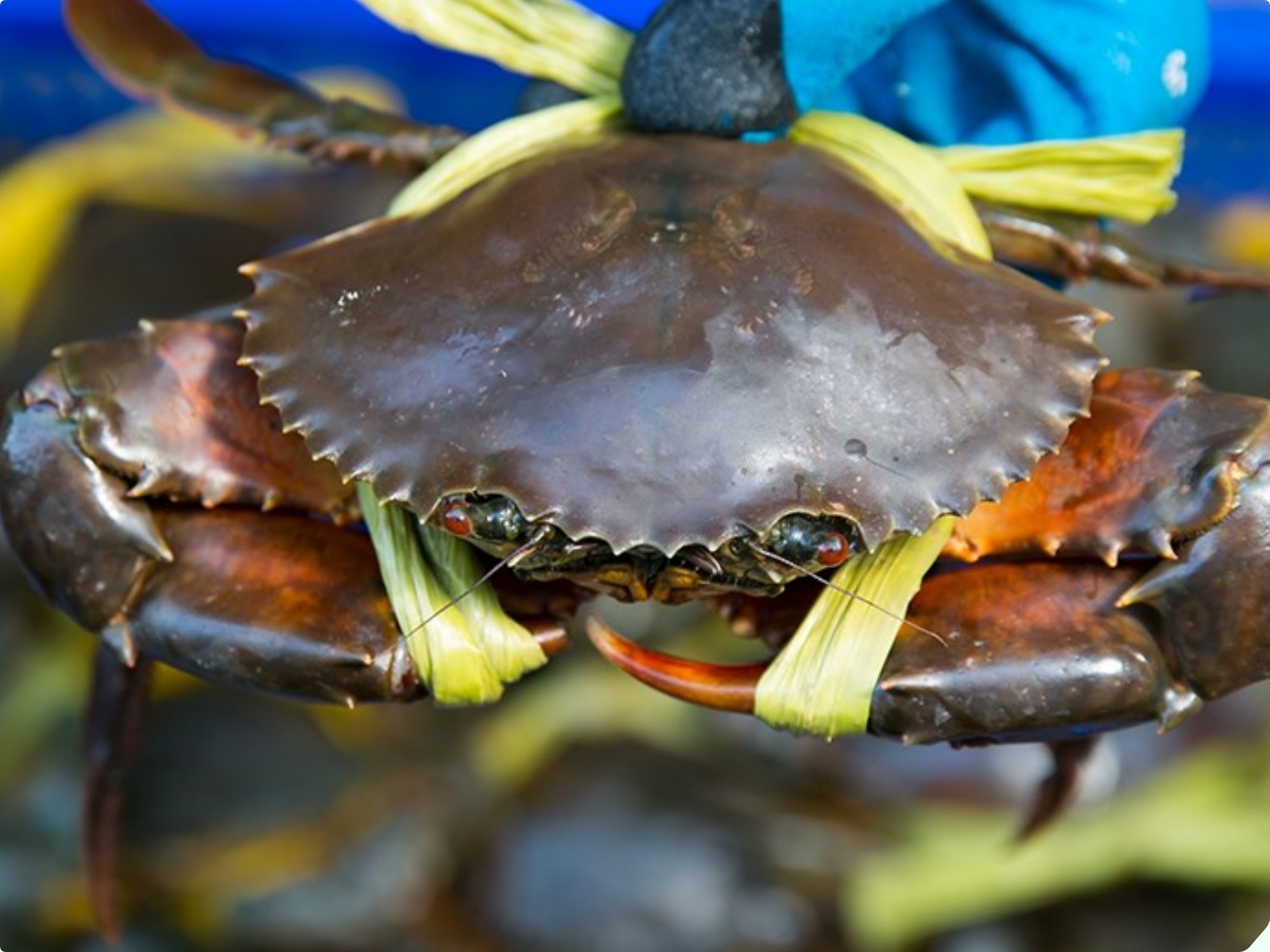 Mua cua ghẹ chỉ nhìn vào 5 điểm, con nào cũng béo múp, nhiều gạch, không lo bị ọp phí tiền - 1