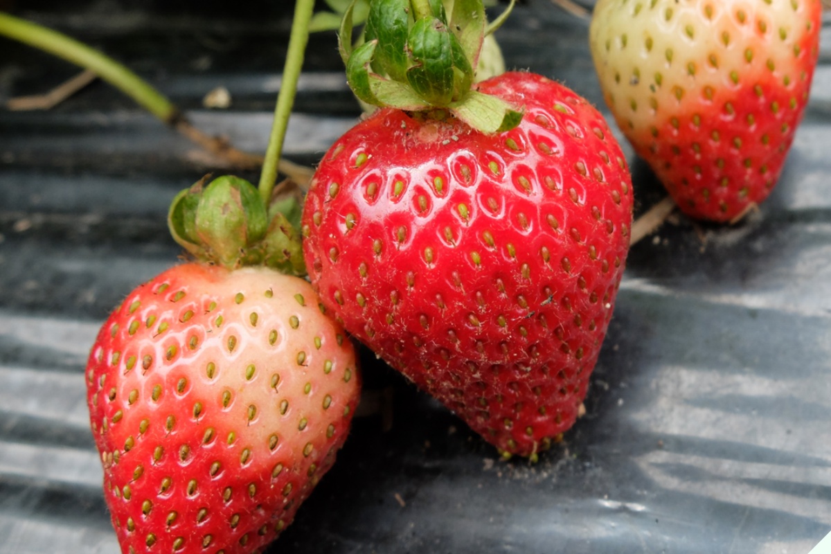 Dâu tây ngoài chợ quả nào cũng căng mướt, người thông minh nhìn lướt 4 điểm này biết ngay dâu Mộc Châu hay Trung Quốc “đội lốt” - 3