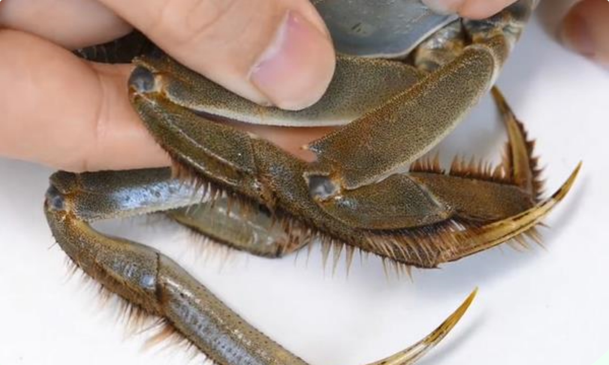 Mua cua ghẹ chỉ nhìn vào 5 điểm, con nào cũng béo múp, nhiều gạch, không lo bị ọp phí tiền - 5