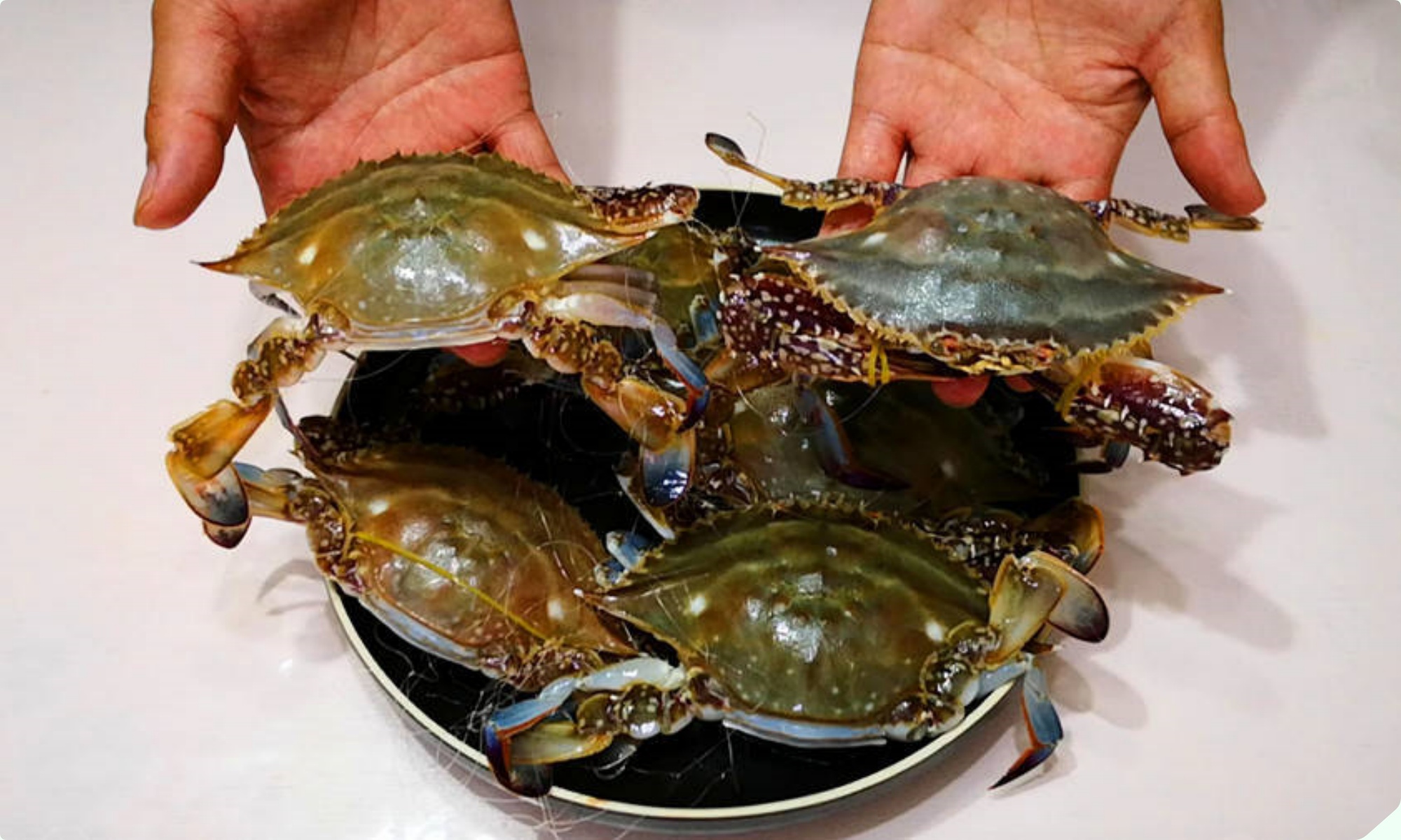 Mua cua ghẹ chỉ nhìn vào 5 điểm, con nào cũng béo múp, nhiều gạch, không lo bị ọp phí tiền - 6