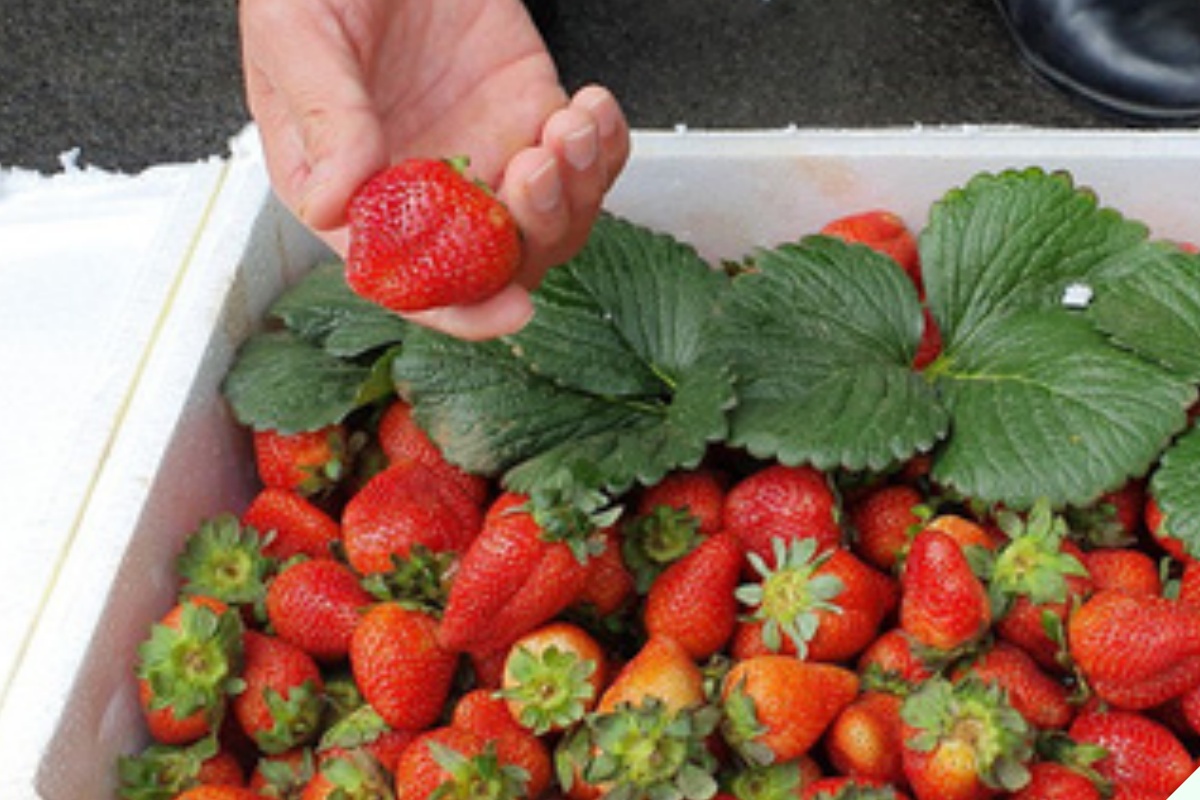 Dâu tây ngoài chợ quả nào cũng căng mướt, người thông minh nhìn lướt 4 điểm này biết ngay dâu Mộc Châu hay Trung Quốc “đội lốt” - 2