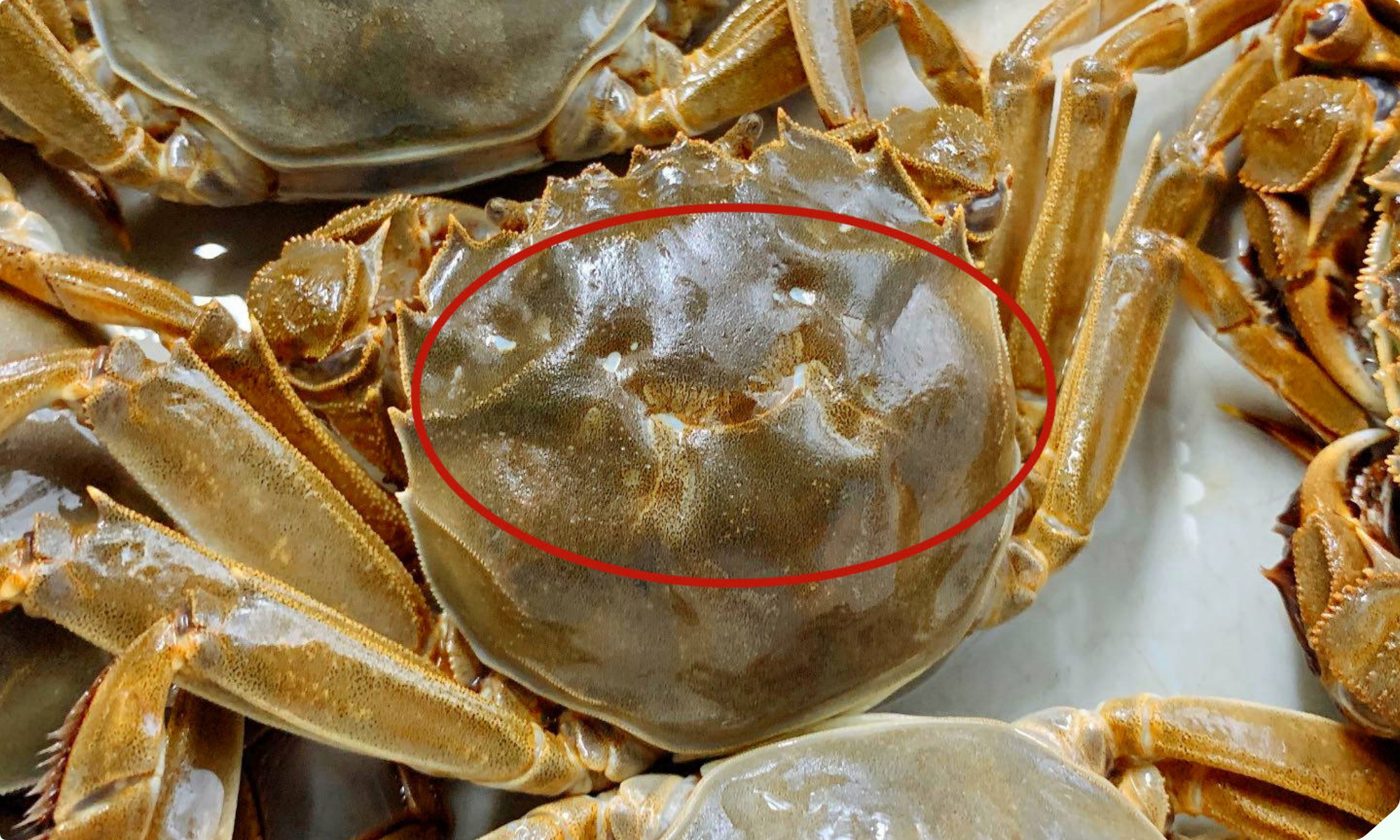 Mua cua ghẹ chỉ nhìn vào 5 điểm, con nào cũng béo múp, nhiều gạch, không lo bị ọp phí tiền - 2