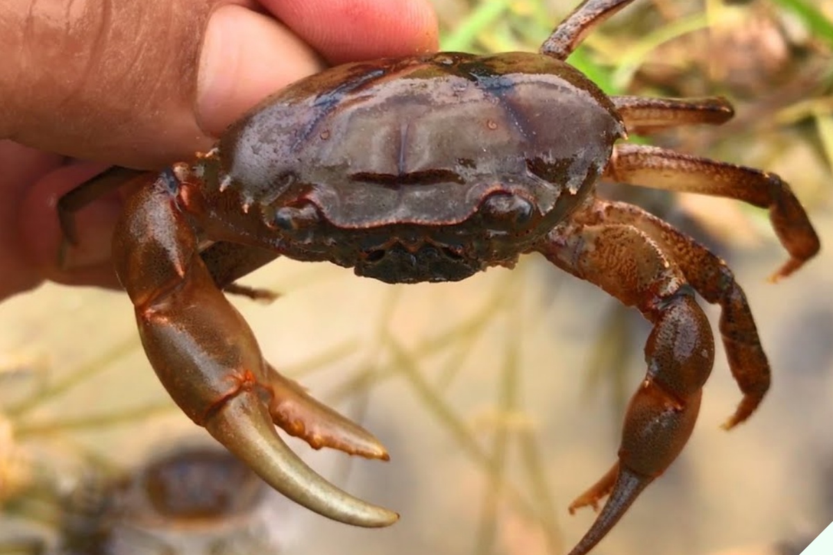 Mua cua đồng về chớ dại nấu luôn, ngâm ngay vào thứ nước này sán giun trong cua tự động bò ra nhung nhúc - 3