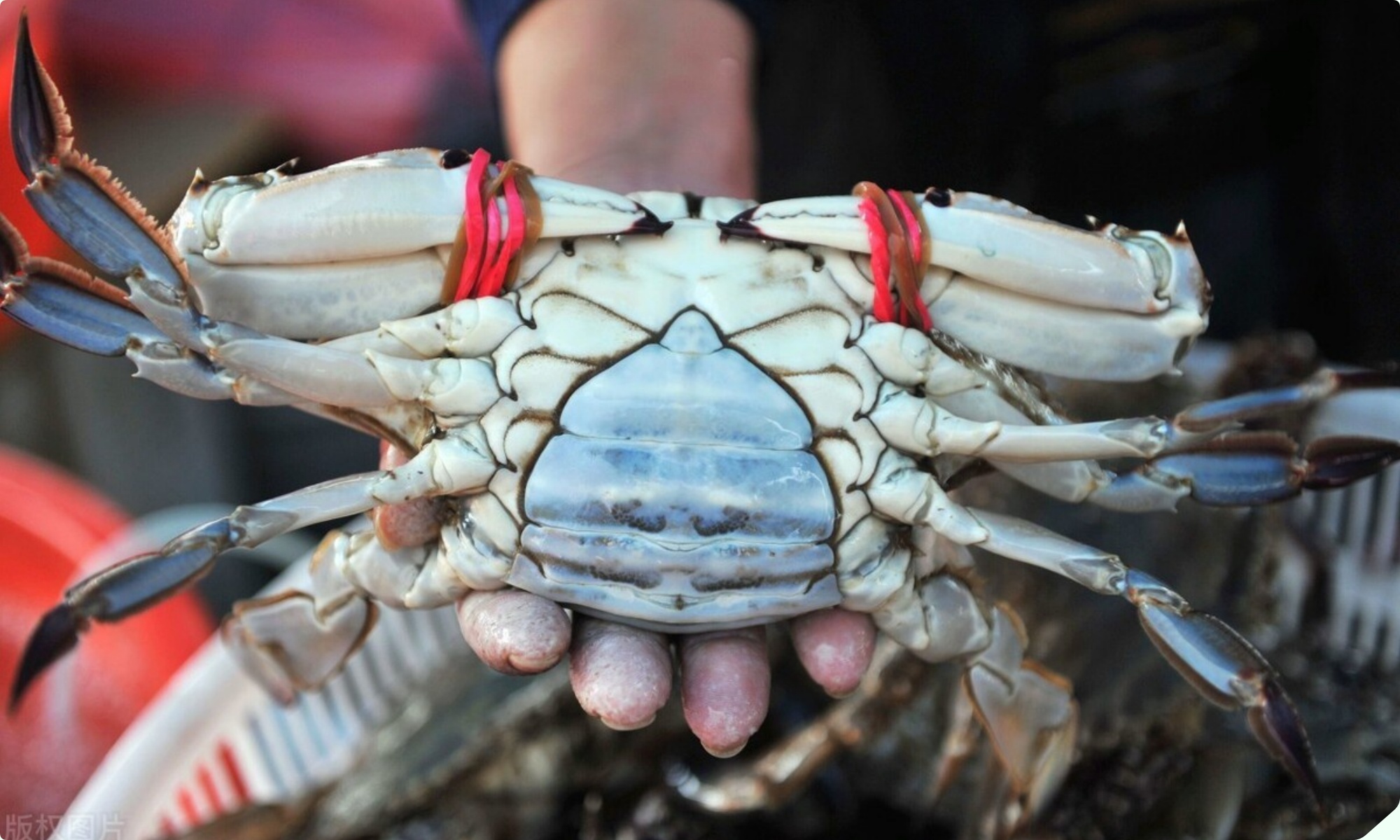 Mua cua ghẹ chỉ nhìn vào 5 điểm, con nào cũng béo múp, nhiều gạch, không lo bị ọp phí tiền - 8