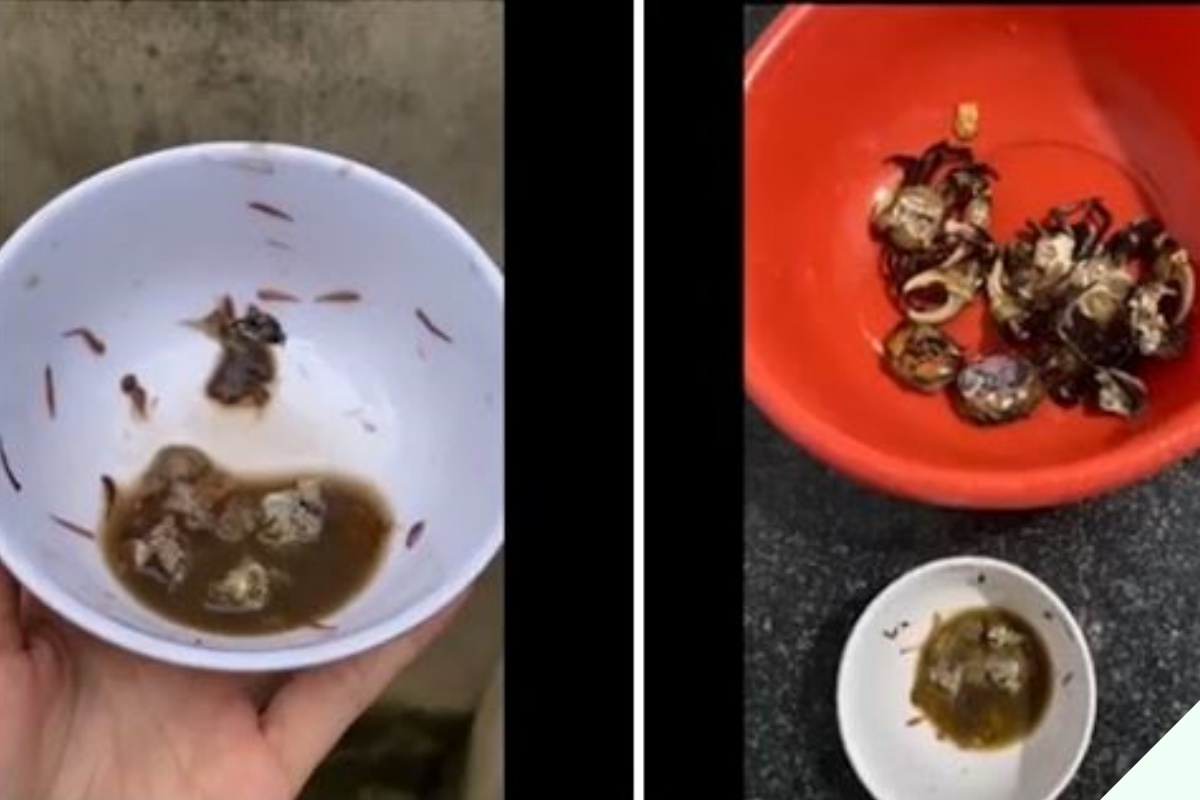 Mua cua đồng về chớ dại nấu luôn, ngâm ngay vào thứ nước này sán giun trong cua tự động bò ra nhung nhúc - 2