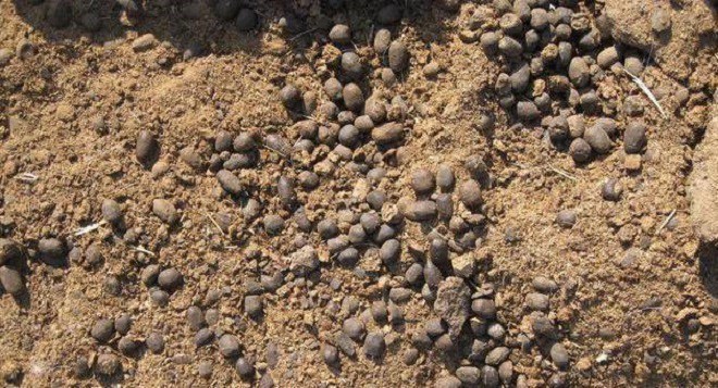 Trồng hoa hồng, hoa giấy, hãy bón 5 thứ này chồi non mọc lên, hoa nở rực rỡ  - 2