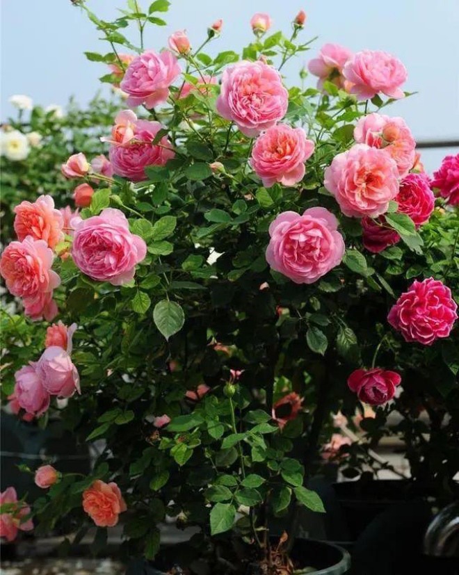 5 loại hoa "cạo trọc đầu" vào mùa xuân sẽ rất tốt, càng cắt càng nở nhiều, hoa to gấp đôi - 1