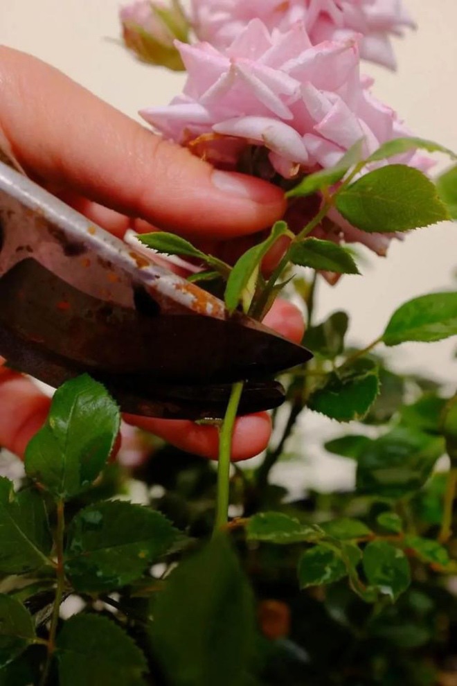 5 loại hoa "cạo trọc đầu" vào mùa xuân sẽ rất tốt, càng cắt càng nở nhiều, hoa to gấp đôi - 2