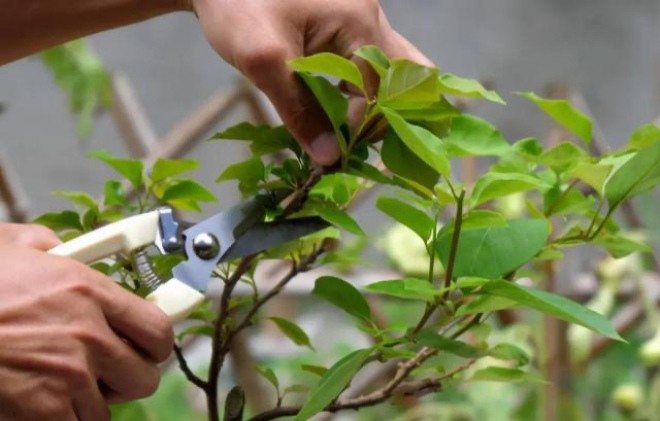 5 loại hoa "cạo trọc đầu" vào mùa xuân sẽ rất tốt, càng cắt càng nở nhiều, hoa to gấp đôi - 3