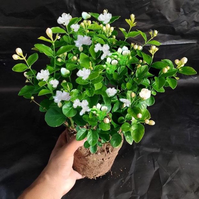 5 loại hoa không cần ánh sáng, để trong bóng tối nở hoa càng rực rỡ, sum suê hơn mang ra nắng - 3