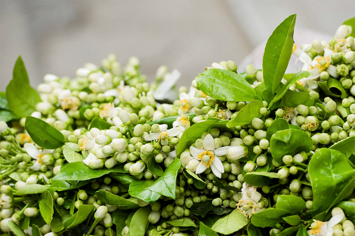 Hoa bưởi vừa mua về đã héo, làm ngay những bước này để hoa tươi lâu cả tuần, hương thơm lâu tàn - 1