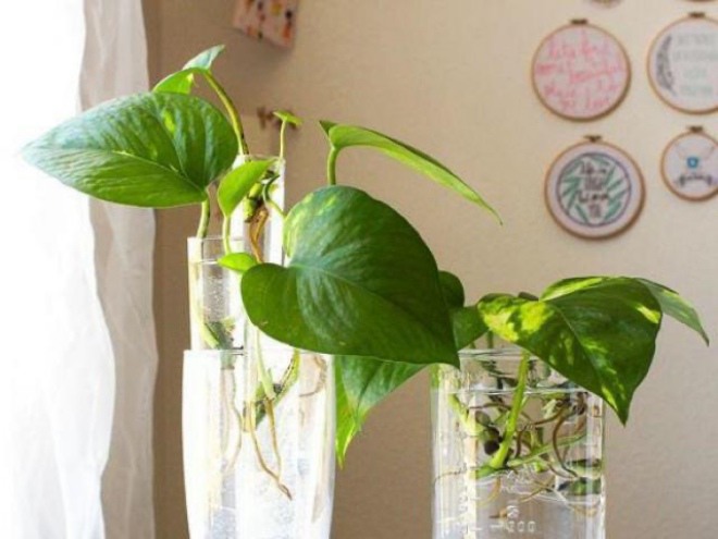 Trồng cây trầu bà nhất định đừng đặt 4 chỗ này, đọc xong xem lại nhà mình mắc mấy lỗi sai - 2