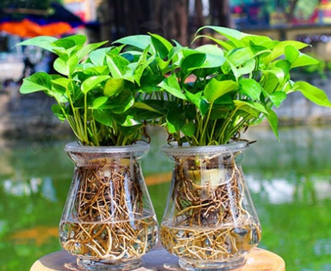 Trồng cây trầu bà nhất định đừng đặt 4 chỗ này, đọc xong xem lại nhà mình mắc mấy lỗi sai - 3