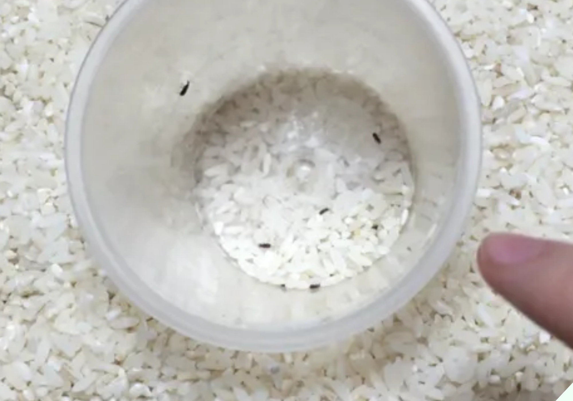 Bỏ thứ này vào thùng gạo 10 phút sau thấy điều thần kỳ, tiếc là giờ tôi mới biết - 1